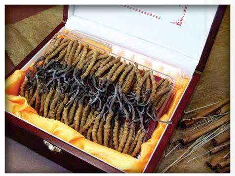 曲沃冬虫夏草回收